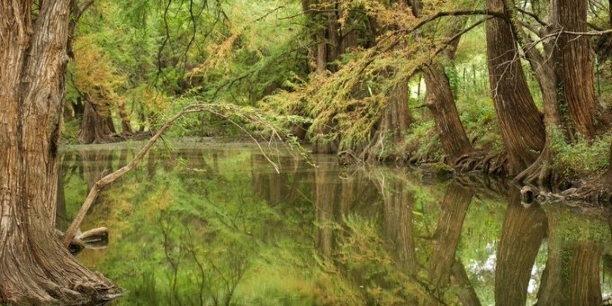 Guanajuato privilegiará árboles nativos para reforestaciones