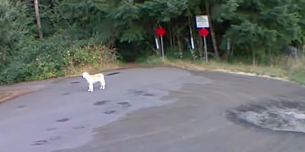 Desgarrador: graban a mujer abandonando a su perro viejito en el bosque