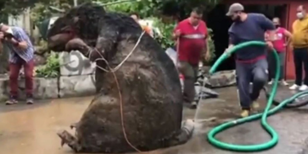 Encuentran ‘rata’ gigante entre la basura tras intensas lluvias