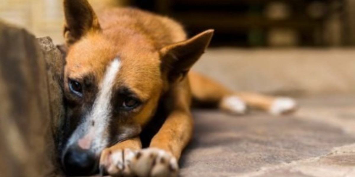 Por ser maltrato animal, prohíben cortar orejas y cola a mascotas