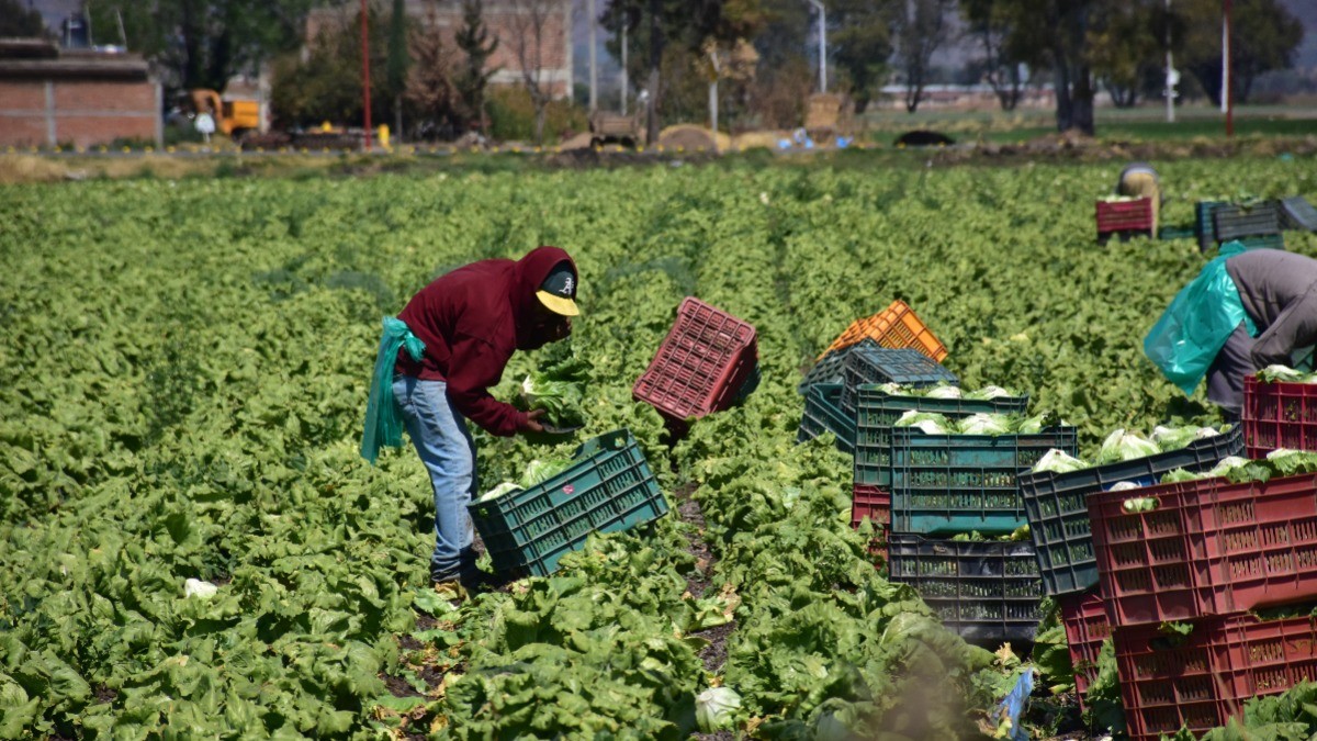 Industria agroalimentaria exporta 760 millones de dólares pese a COVID-19