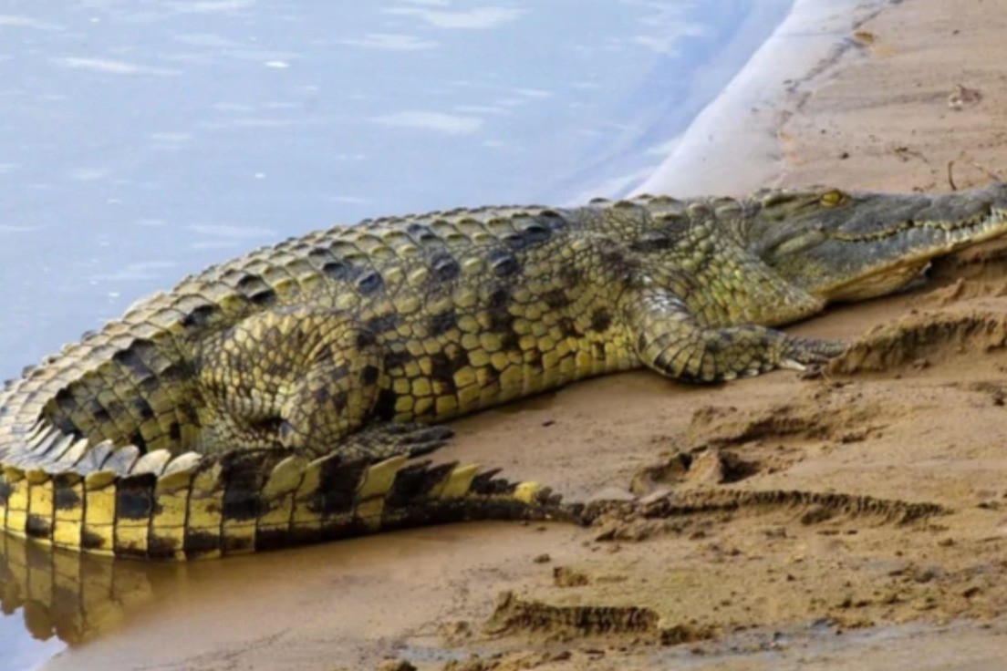 Cocodrilo muerde la cabeza de un buzo en Australia