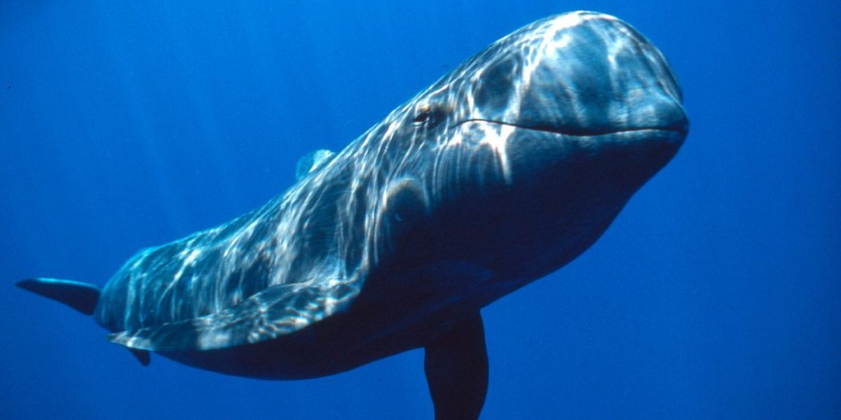 Rescatan a una última ballena luego de encallamiento masivo