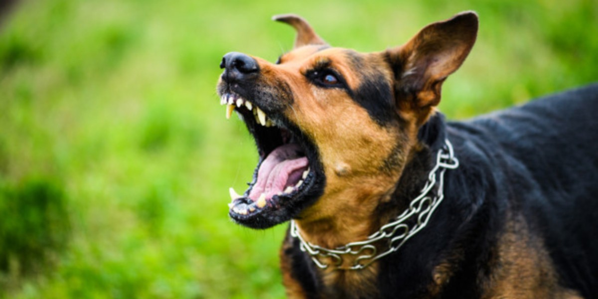 Aumentan reportes de mordeduras de perros en la capital