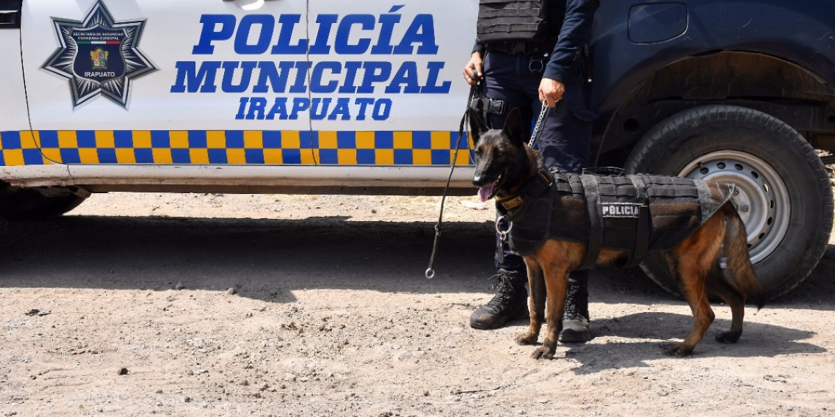 Se suman Luna y Thunder a la Policía Canina de Irapuato