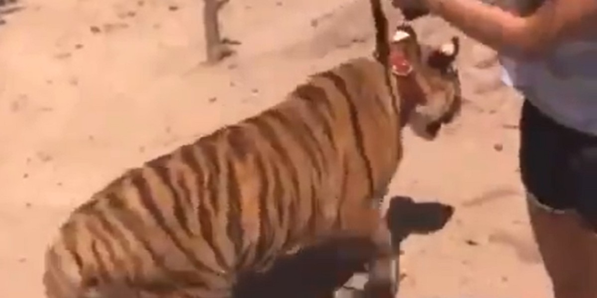 Captan a niña mientras pasea un tigre de bengala en Sinaloa