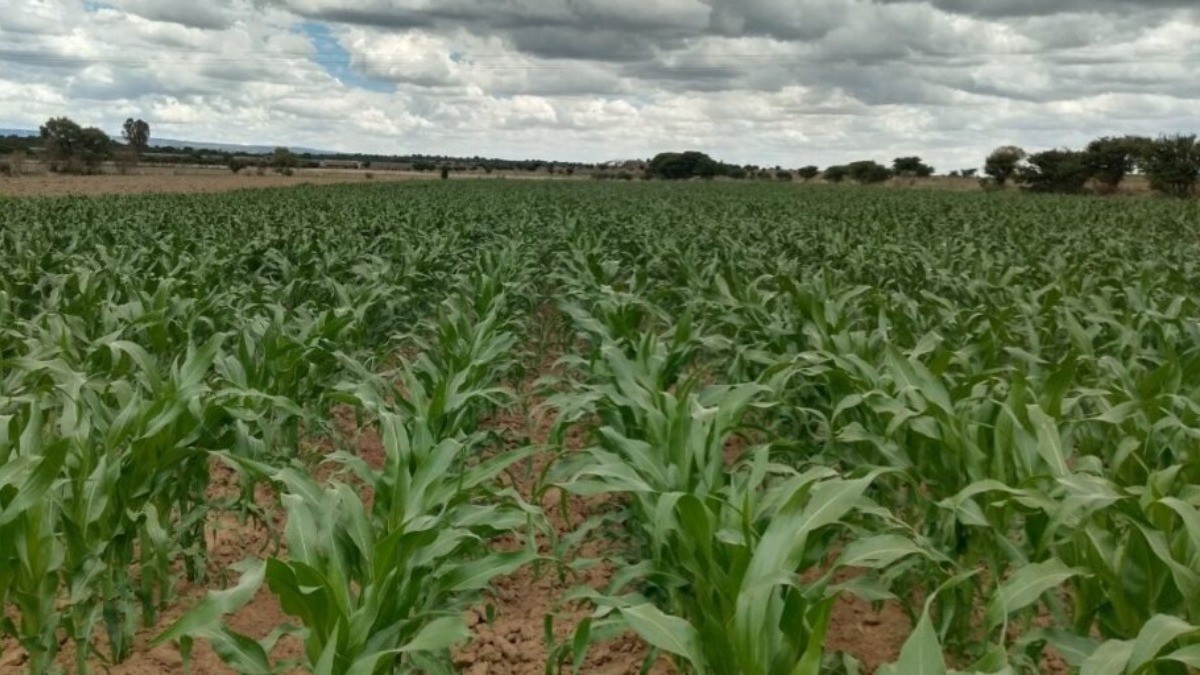 Afecta escasez de lluvias a productores de temporal