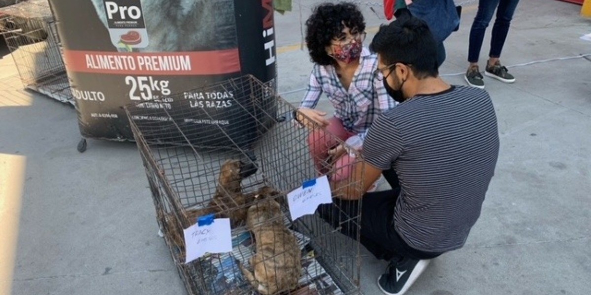 Realizan Adoptón de perritos en San Juan de Abajo