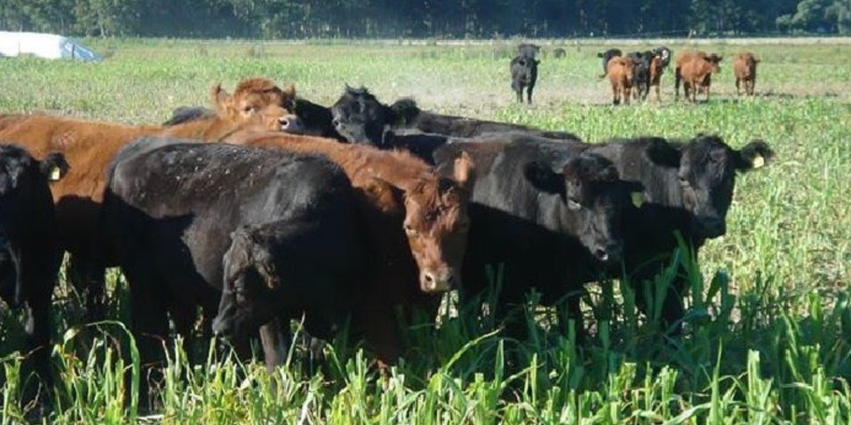 Afecta pandemia a los productores de carne