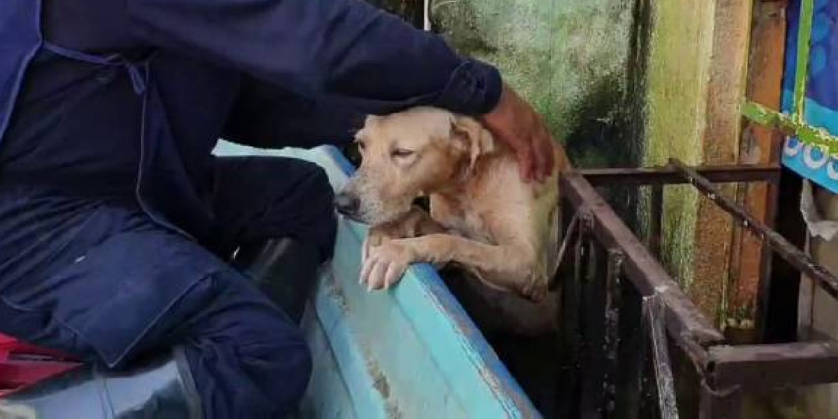 Marina rescata perros en Tabasco y los entrenará como rescatistas