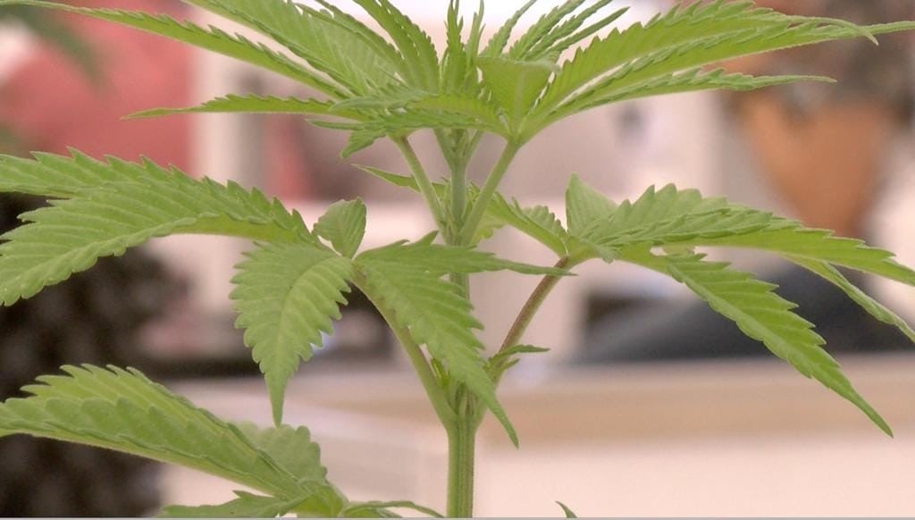 “Modificaciones para consumo de marihuana, un riesgo para la salud”