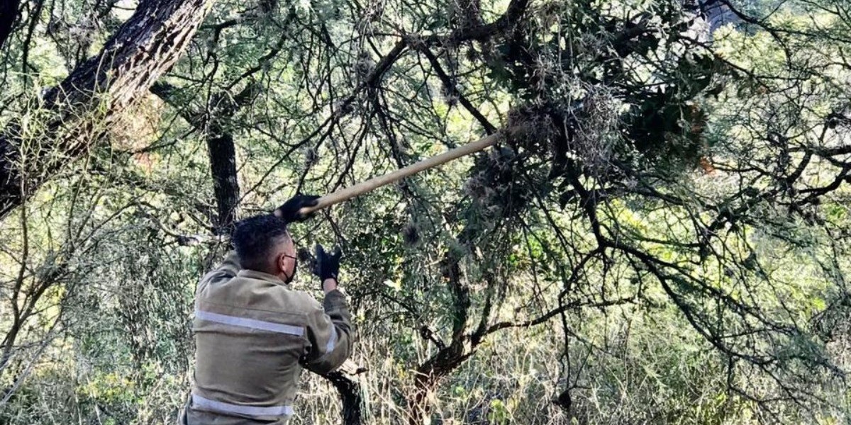 Retiran muérdago en el Camino Antiguo de Marfil