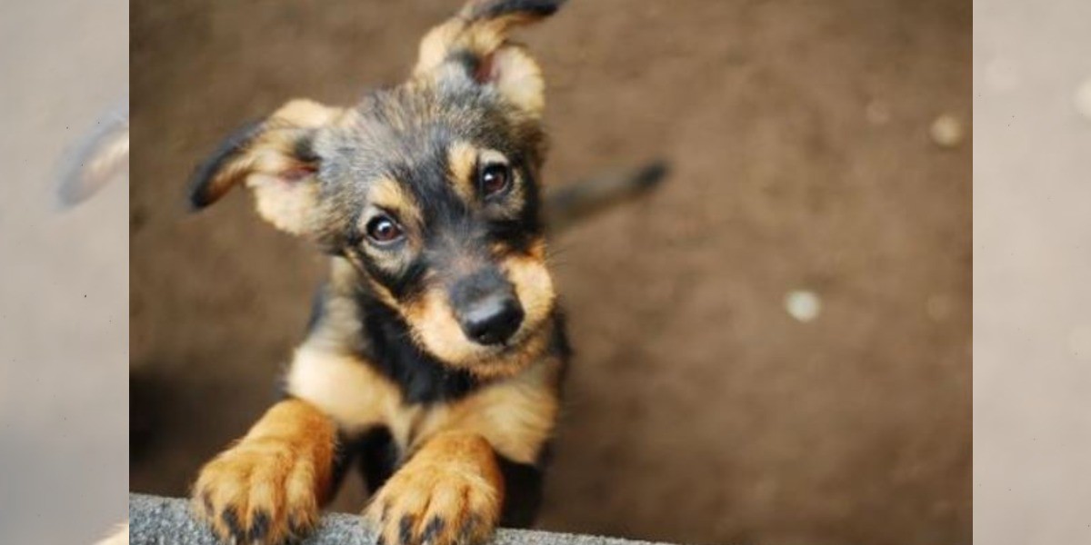 Protegen a animales en Guanajuato, ¡no más maltrato!