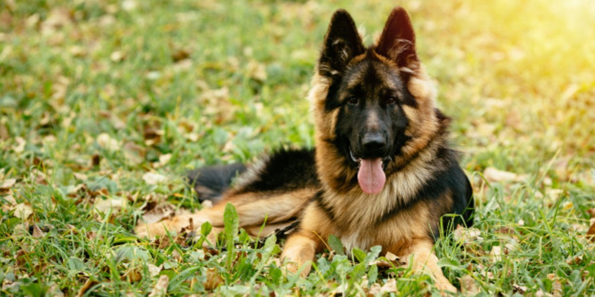 Pastor alemán ataca y mata a un joven de 14 años