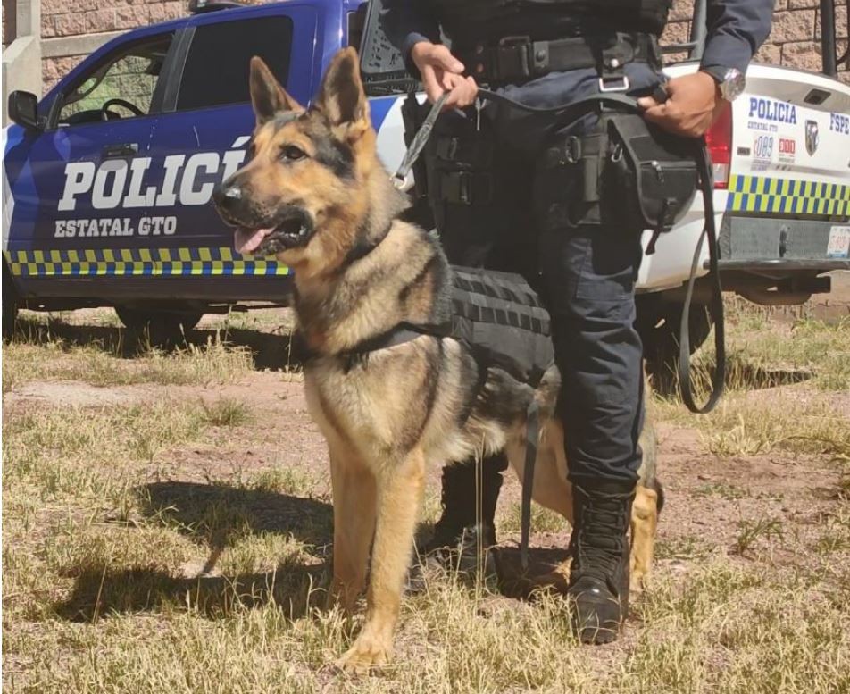Certifican a Unidad Canina K-9 de las Fuerzas de Seguridad Pública del Estado