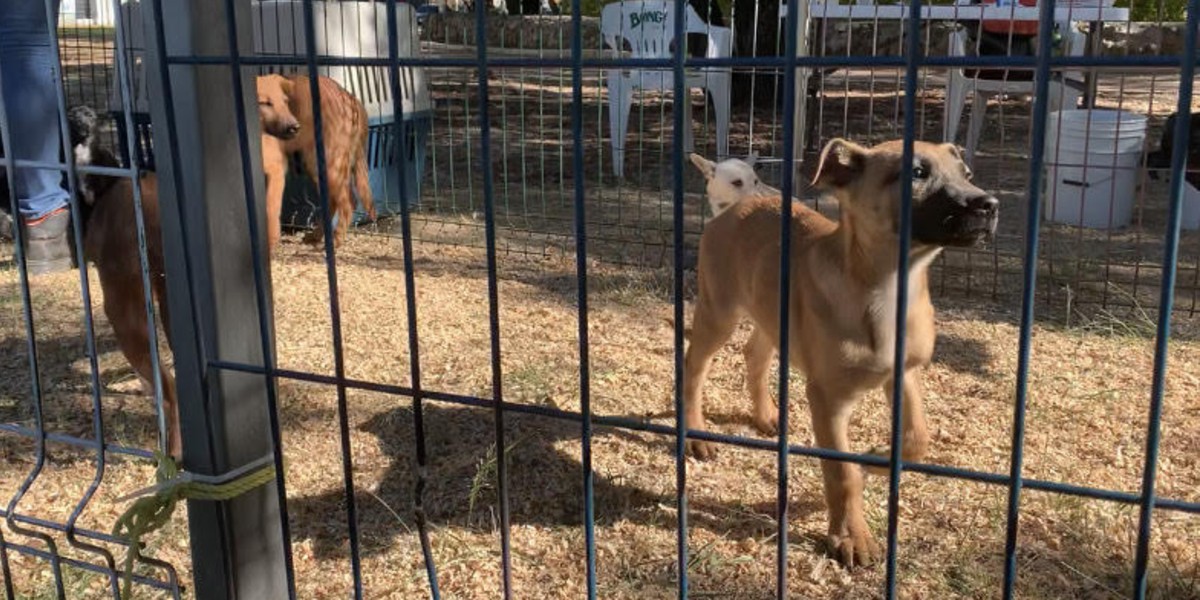 Llaman a leoneses a Adoptón de perritos