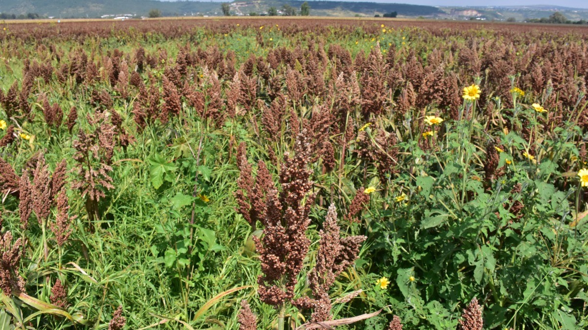 Agroindustria podrá acceder a créditos