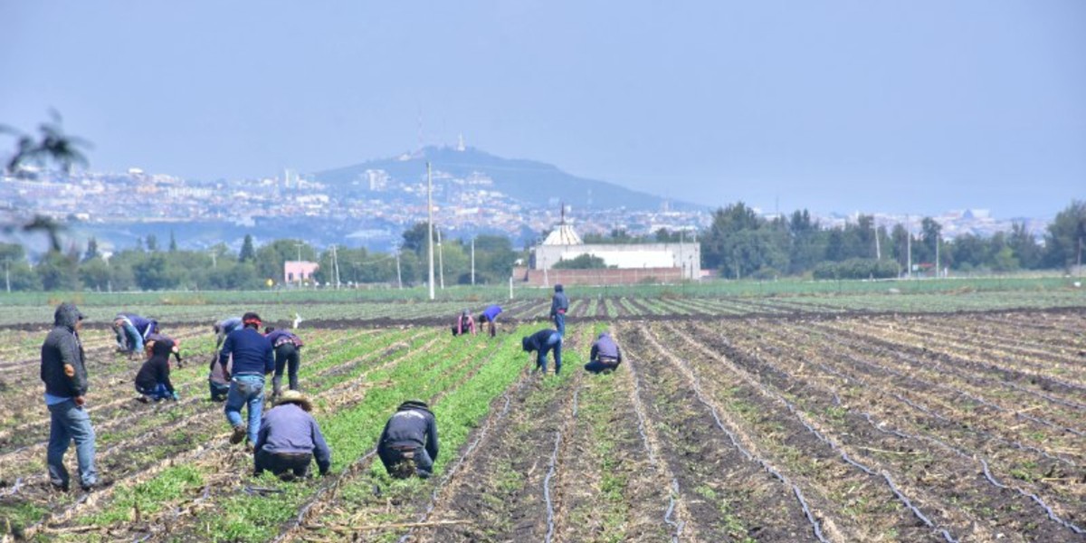 'No hay política de atención para jornaleros en pandemia': Comunidad Loyola