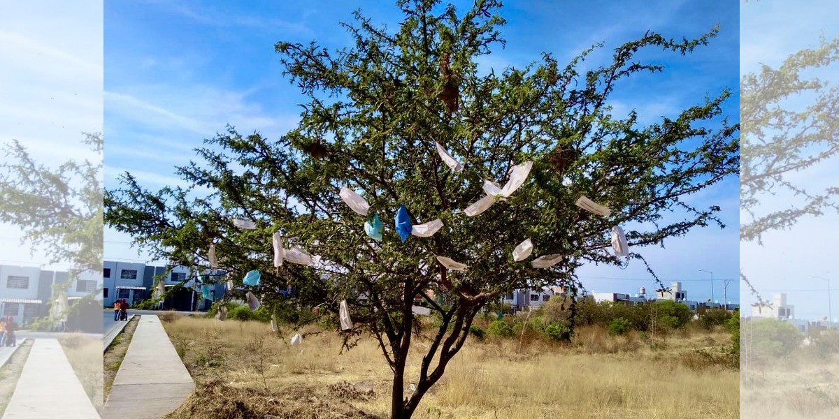 Un árbol frente a la pandemia
