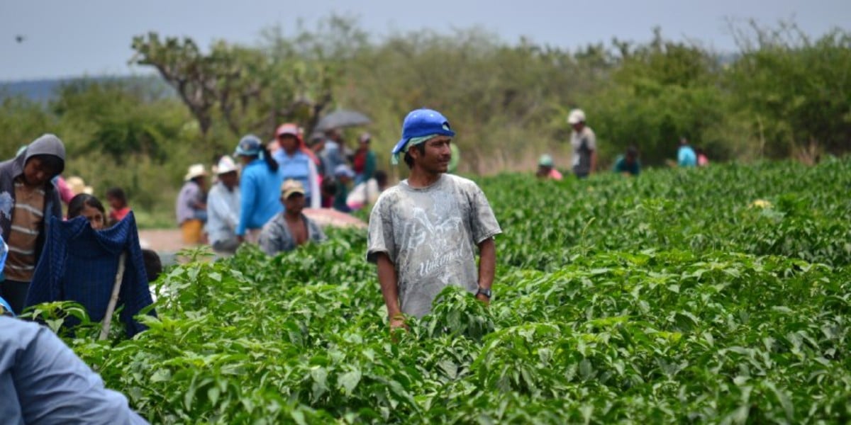Buscan sectores agro y automotriz apoyo para compra de vacunas
