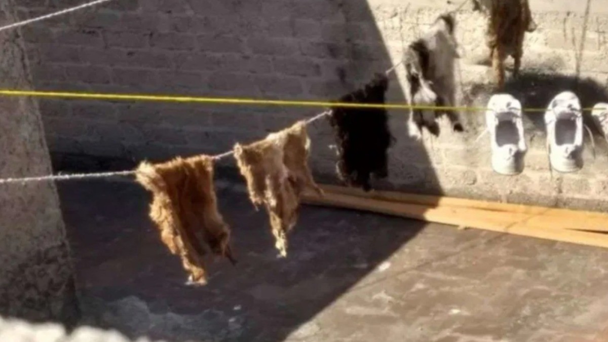 Investigan sacrificio de animales en una casa