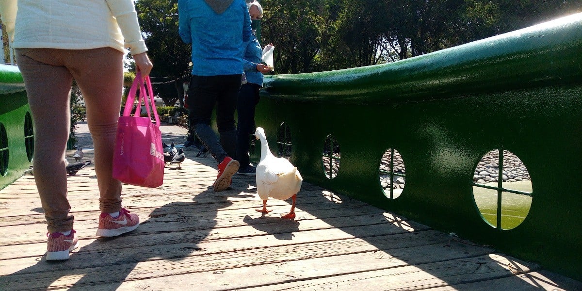 #VIDEO | Quedan menos patos en Parque Explora