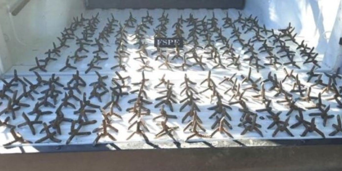 Aseguran 250 estrellas ponchallantas en coche robado