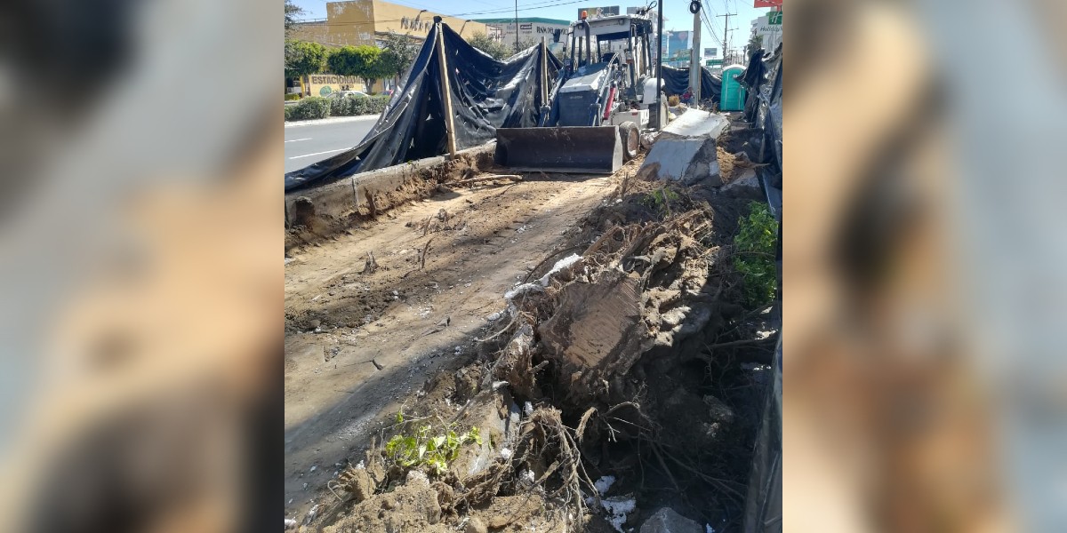 Reclaman ambientalistas reparación por tala del López Mateos