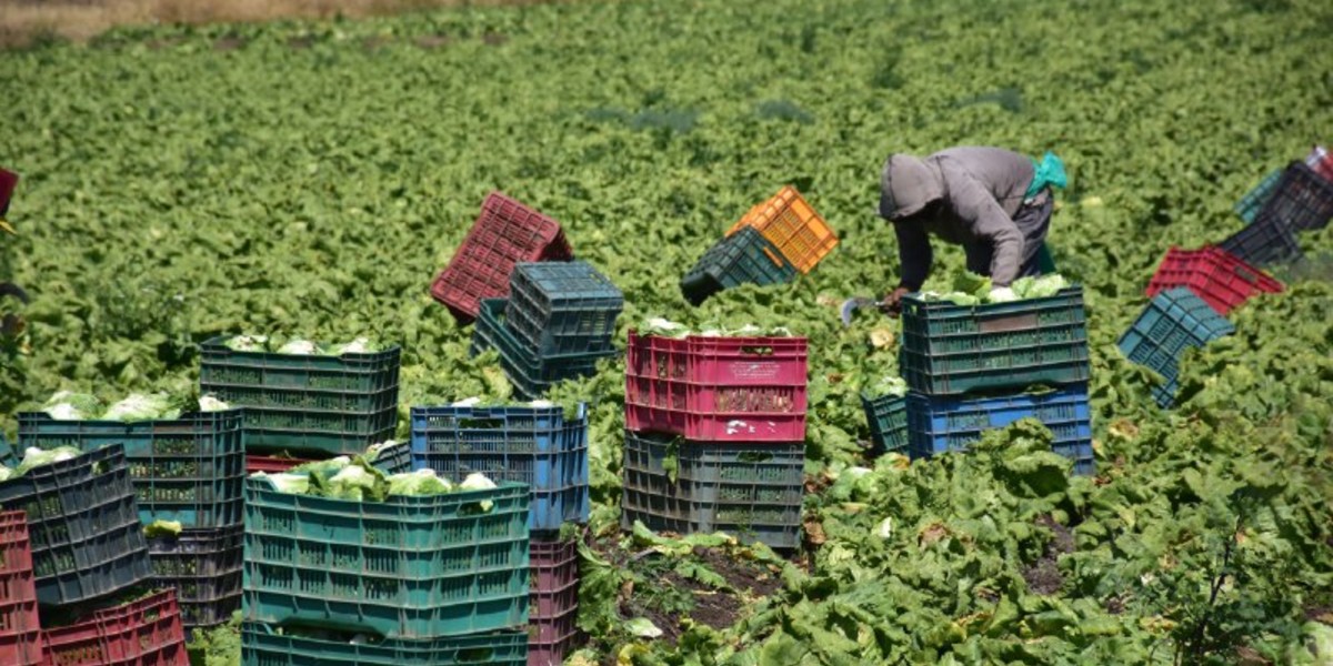 Agricultores estadounidenses critican políticas de México; AMLO responde