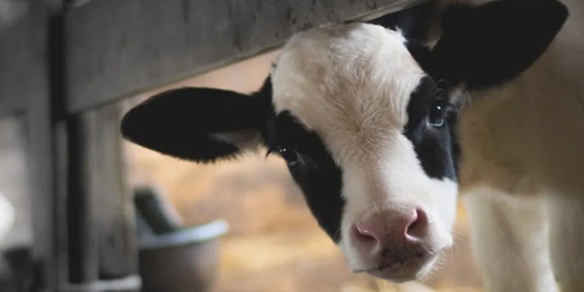 Sequía también afecta al ganado en el noreste del estado