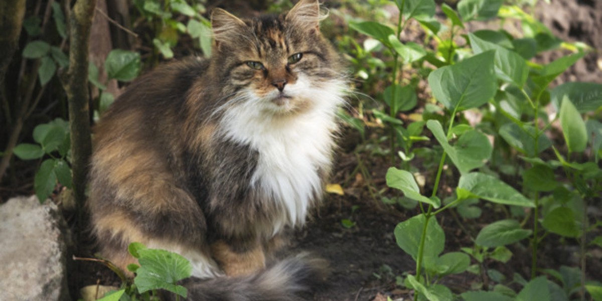 En esta ciudad utilizan gatos salvajes para combatir la plaga de ratas