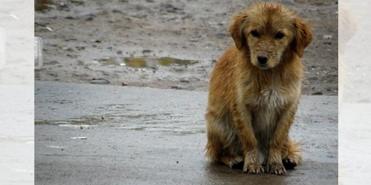 Alto al maltrato animal, el grito de los rescatistas