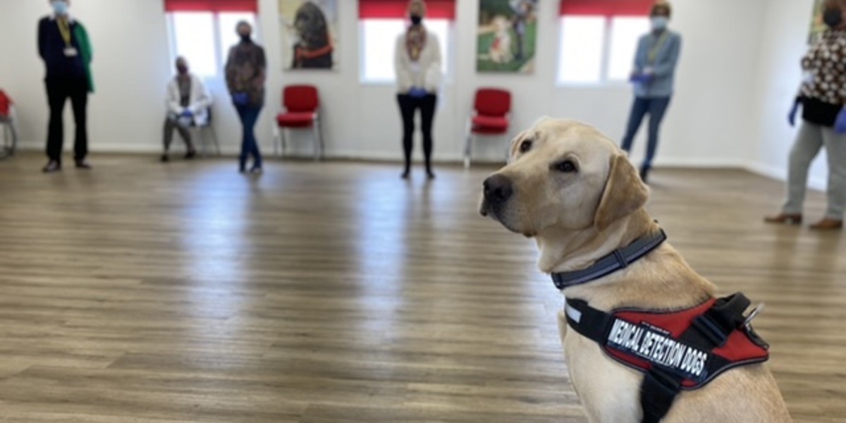 ¡Olvida las pruebas nasales! Perros aprenden a detectar el COVID-19