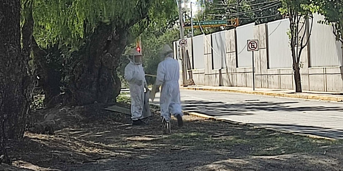 Enjambre de abejas agresivas provoca cierre de la base de Portales