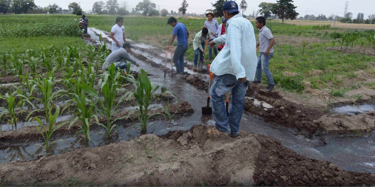 Riego por goteo y línea morada, soluciones para abastecimiento de agua: Diego Sinhue