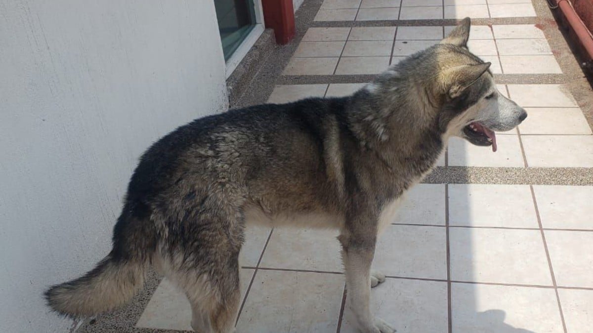 Bomberos rescatan a 'lomito' en el Malecón del Río de los Gómez