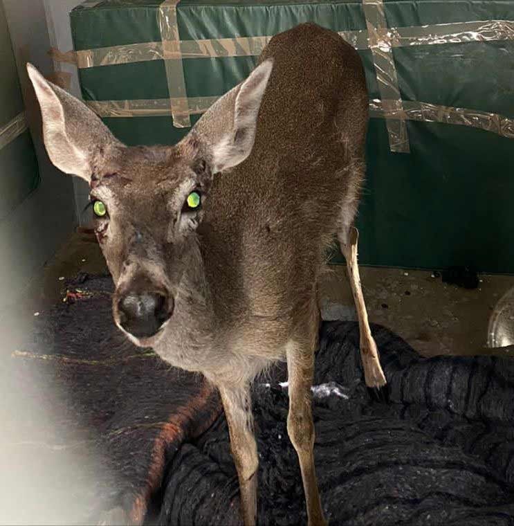 Salvan a venado; lo atropellaron en la carretera Guanajuato - Silao