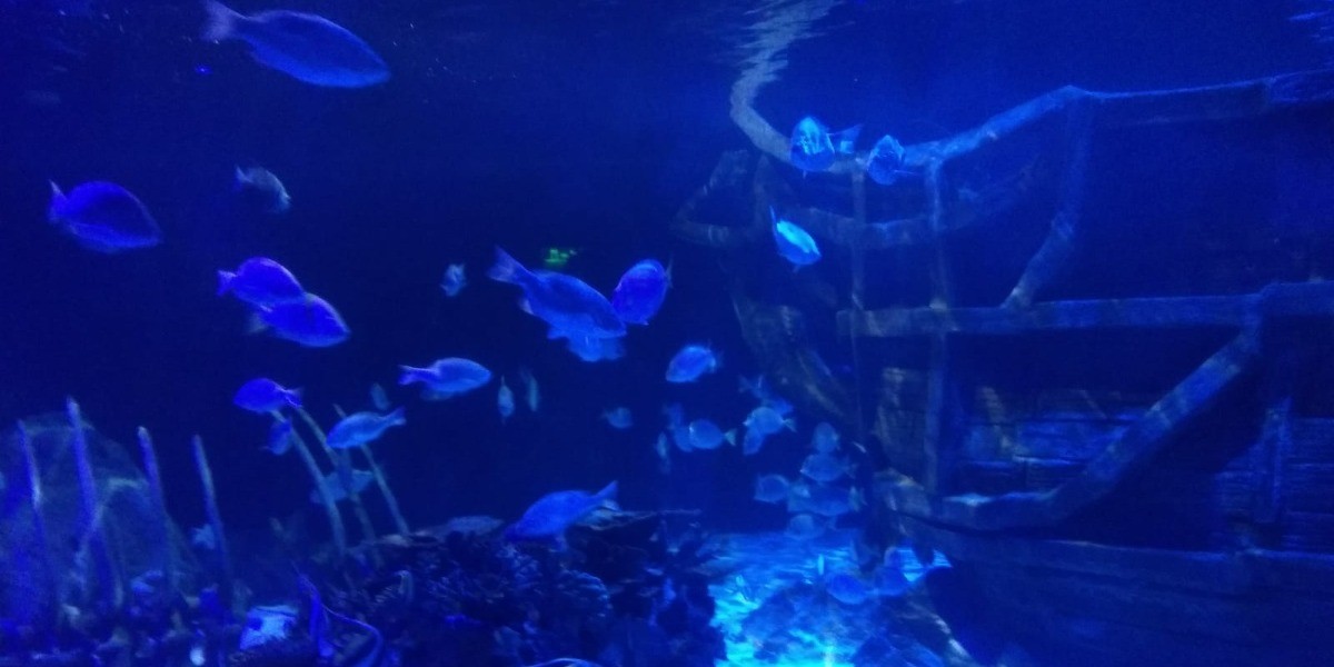 Invita Acuario de León a su exposición ‘Tiburones, Los Reyes del Océano’