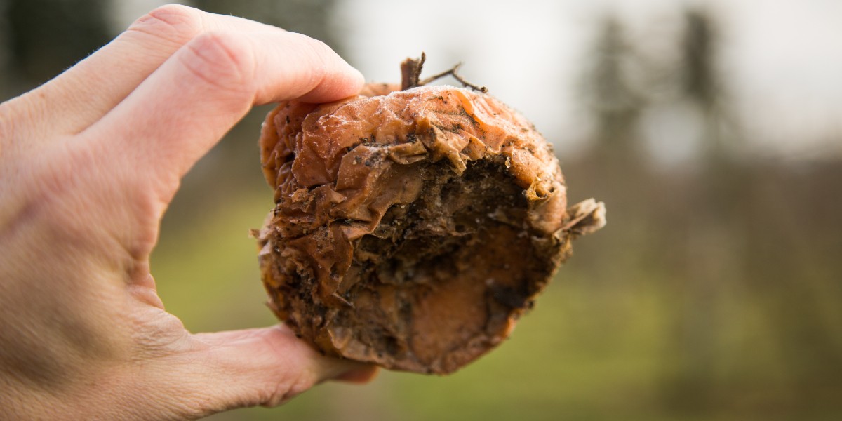 Hasta 2 mil 500 millones de toneladas de comida son desperdiciadas al año: WWF