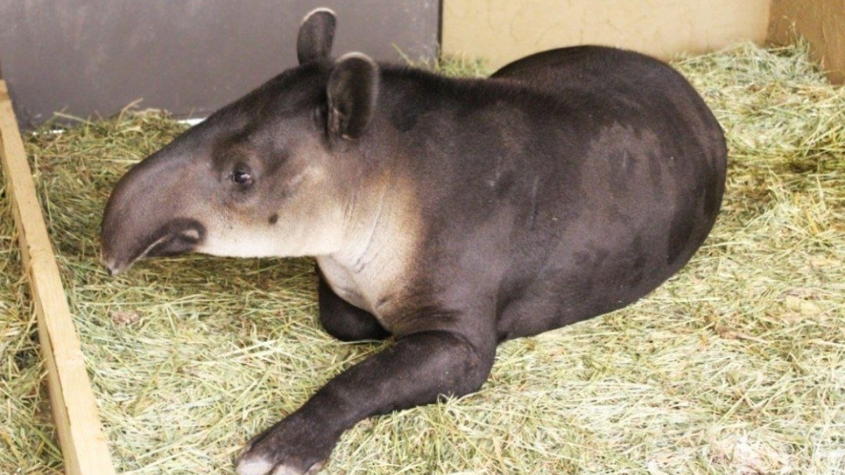 Hay nuevo inquilino en el ZooLeón: una hembra de Tapir de Baird