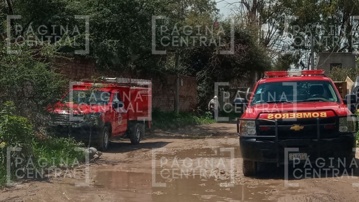 Ataca enjambre a tres hombres, están graves