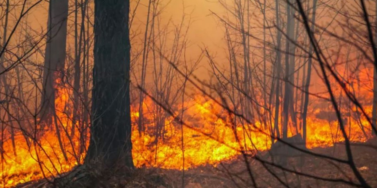 Incendios en Argelia dejan 42 muertos, incluidos 25 soldados