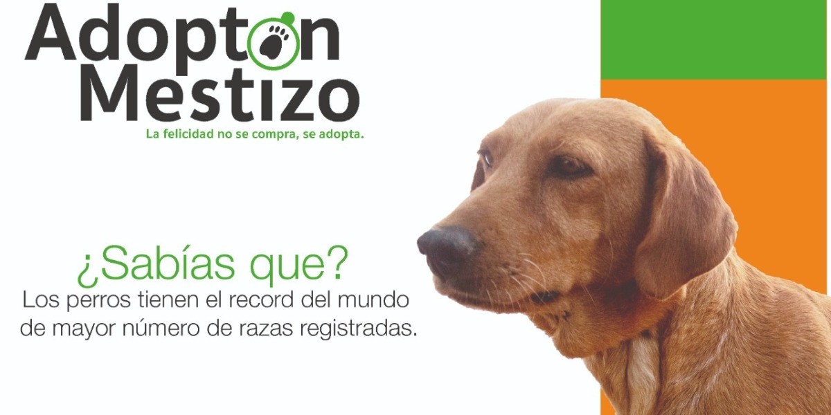 Quieres adoptar un perro, acude al Adoptón Mestizo
