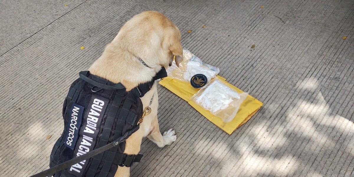 Decomisan metanfetamina que se dirigía a León