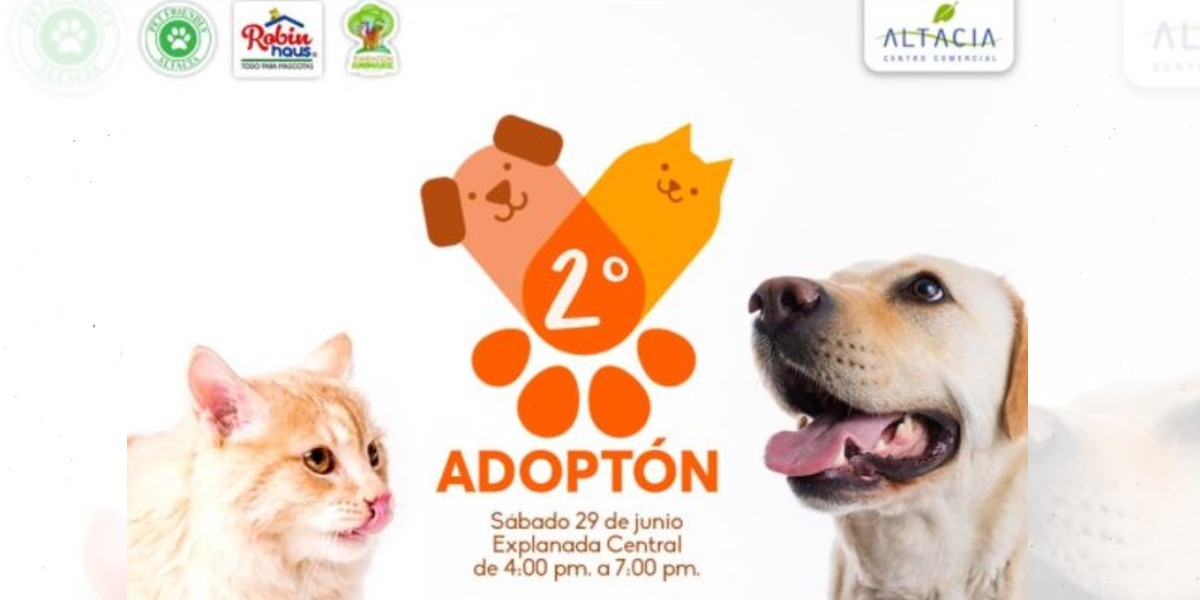¡Adopta una mascota!, hoy es el día