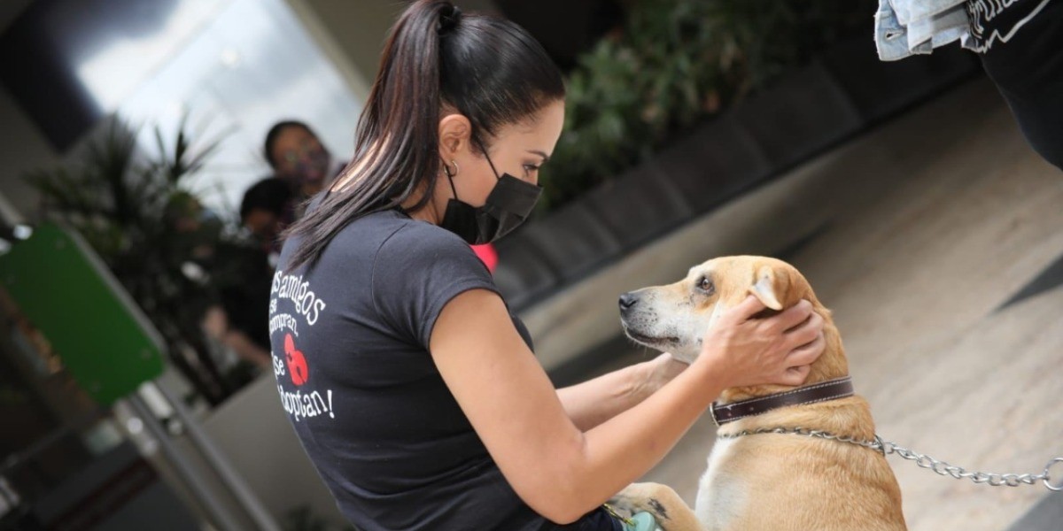 Ale Gutiérrez llama a frenar el maltrato animal