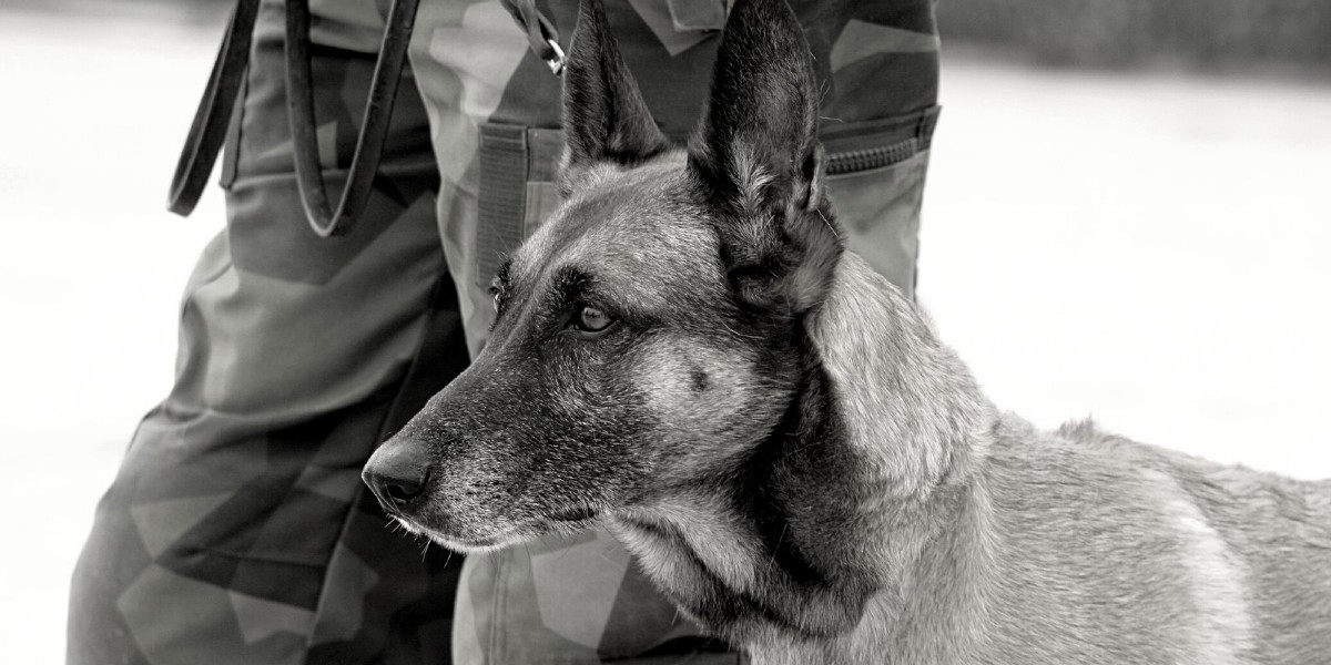 Estados Unidos deja varados en Afganistán a decenas de perros