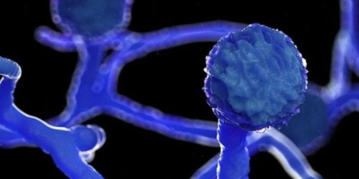 Reportan en Sinaloa ocho casos de ‘hongo negro’