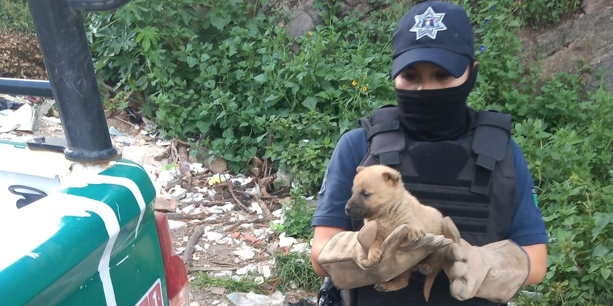 Policía Ambiental rescata a cachorros abandonados en Guanajuato Capital