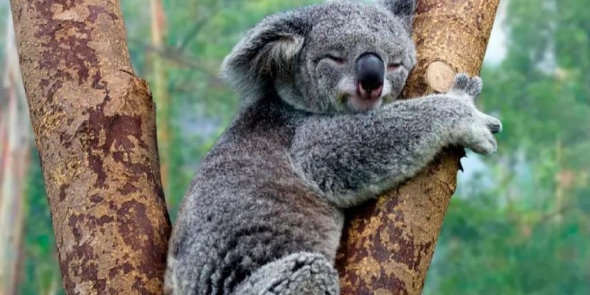 Población de koalas cae 30% por incendios, deforestación y ‘sida’
